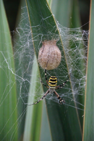 Паучиха оса с коконом с потомством.