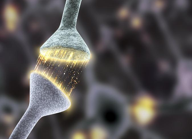 Синапс — контакт двух нейронов.