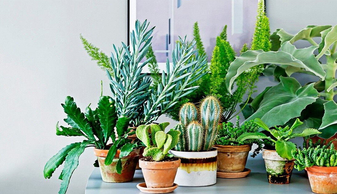 Комнатные растения