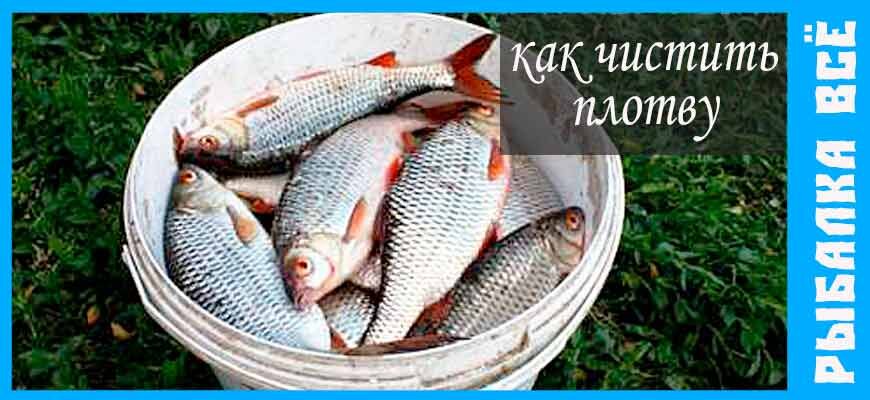 свежая пойманная рыба плотва