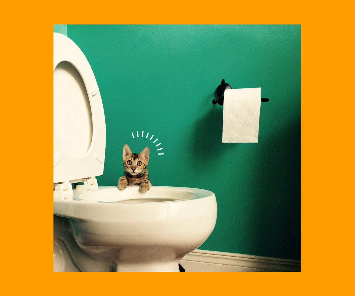     Почему котам нравится смотреть, как мы ходим в туалет: дело вовсе не в любопытстве!