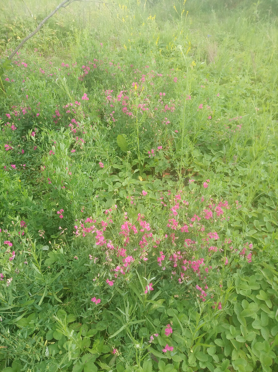 Добавьте описание