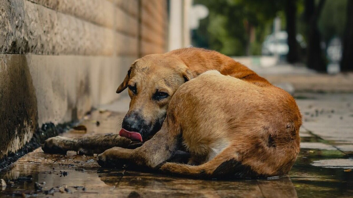     В этот раз под прицел догхантера попала дворняга. Неравнодушные горожане обратились к волонтерам, чтобы те помогли несчастному животному.