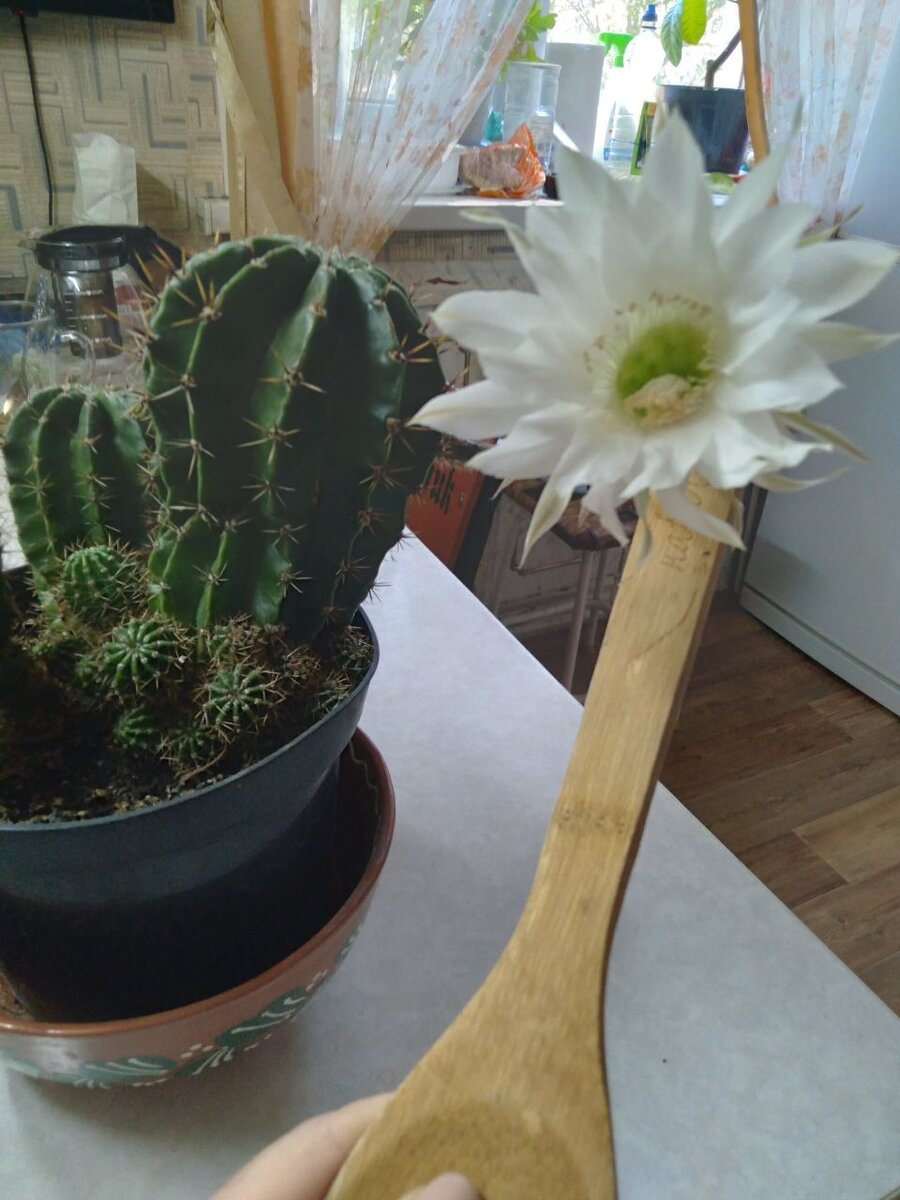 Вот такой красавец вырос у подписчицы Дачного агронома 