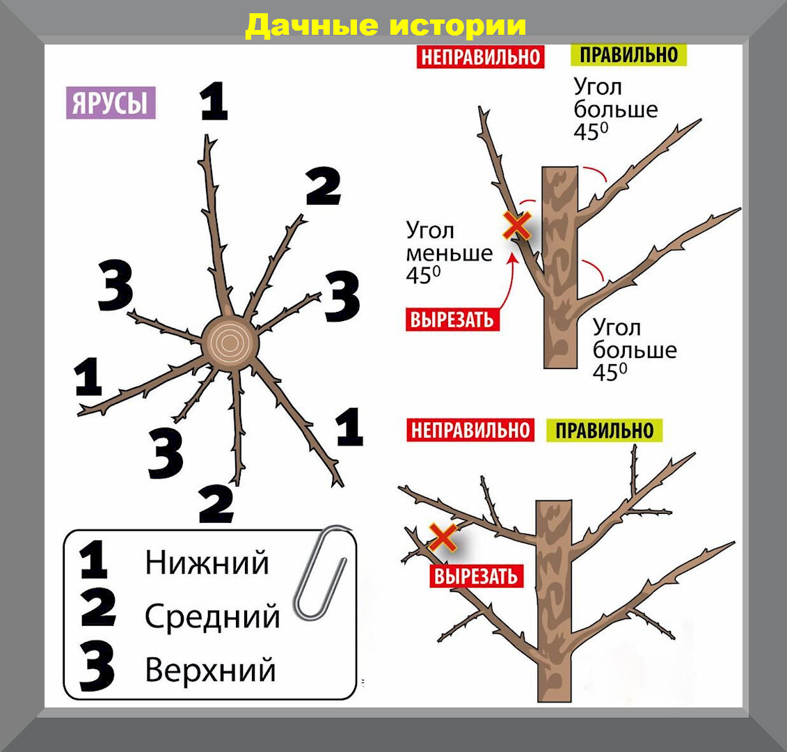 Обрезка, лечение яблонь и плодовых деревьев