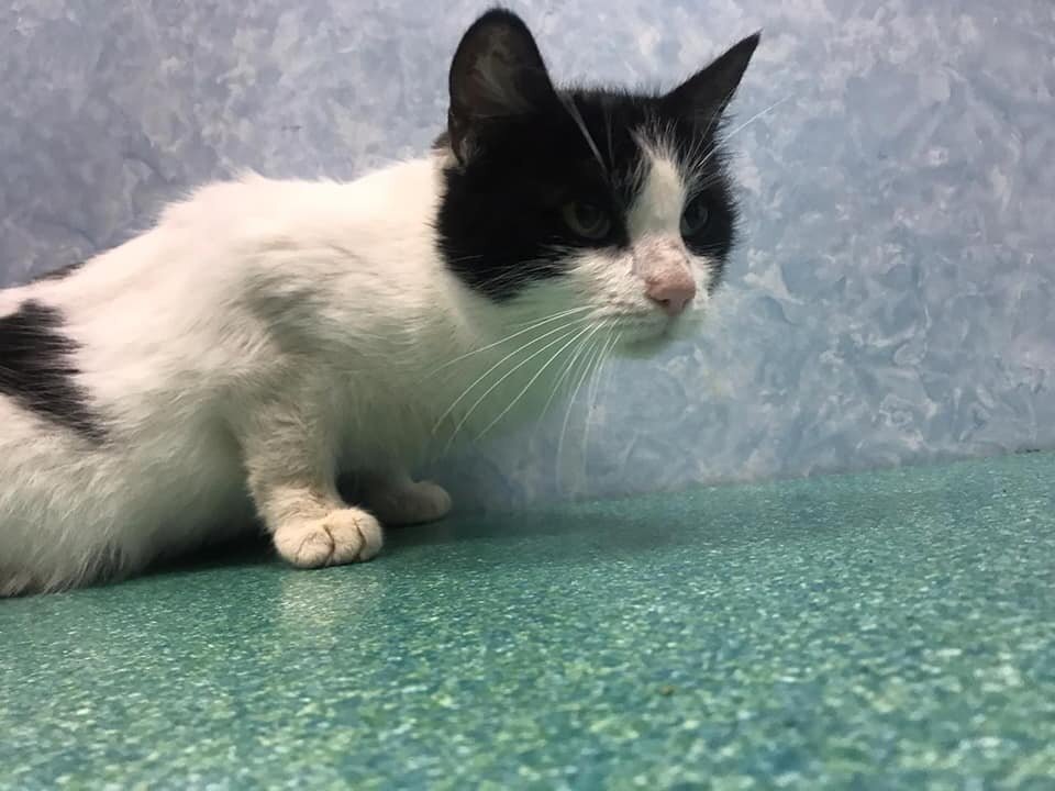 Никто не может утверждать наверняка, но появление этой кошечки в том самом дворе каким-то странным образом совпало со смертью бабушки в одном из тамошних домов.