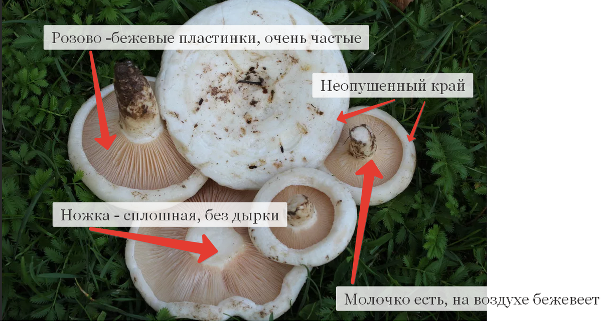 Шампиньон паровой - описание гриба, где растет, похожие виды, фото