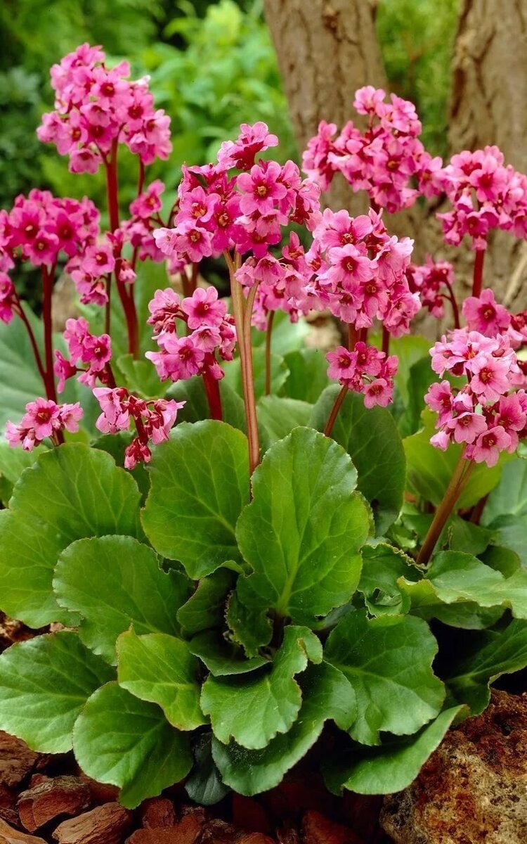 Бадан (Bergenia)