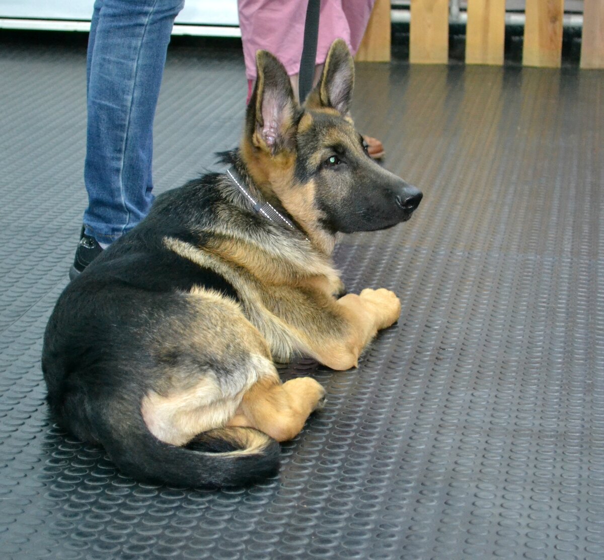 На занятиях в Догги-центре