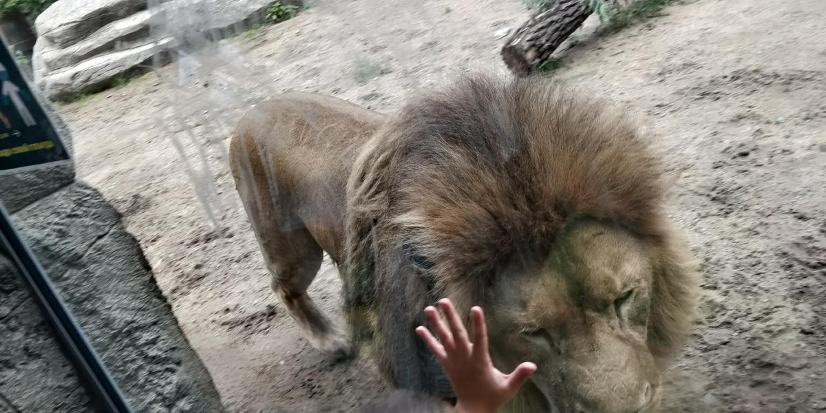 Лев в новосибирском зоопарке