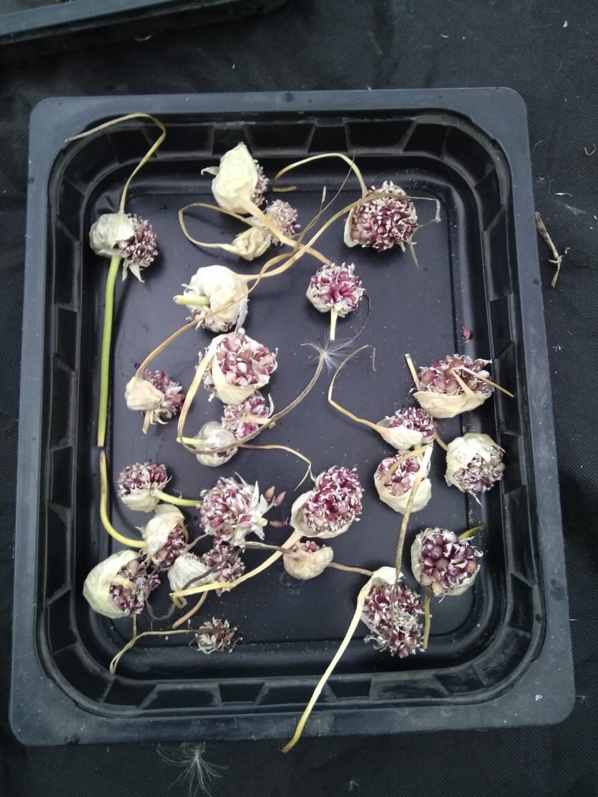 Коробочки с семенами или бульбочки