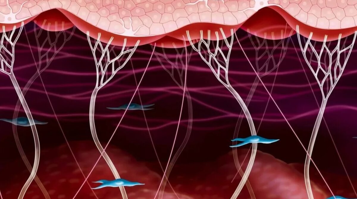 Коллаген. Источник - Яндекс.Картинки