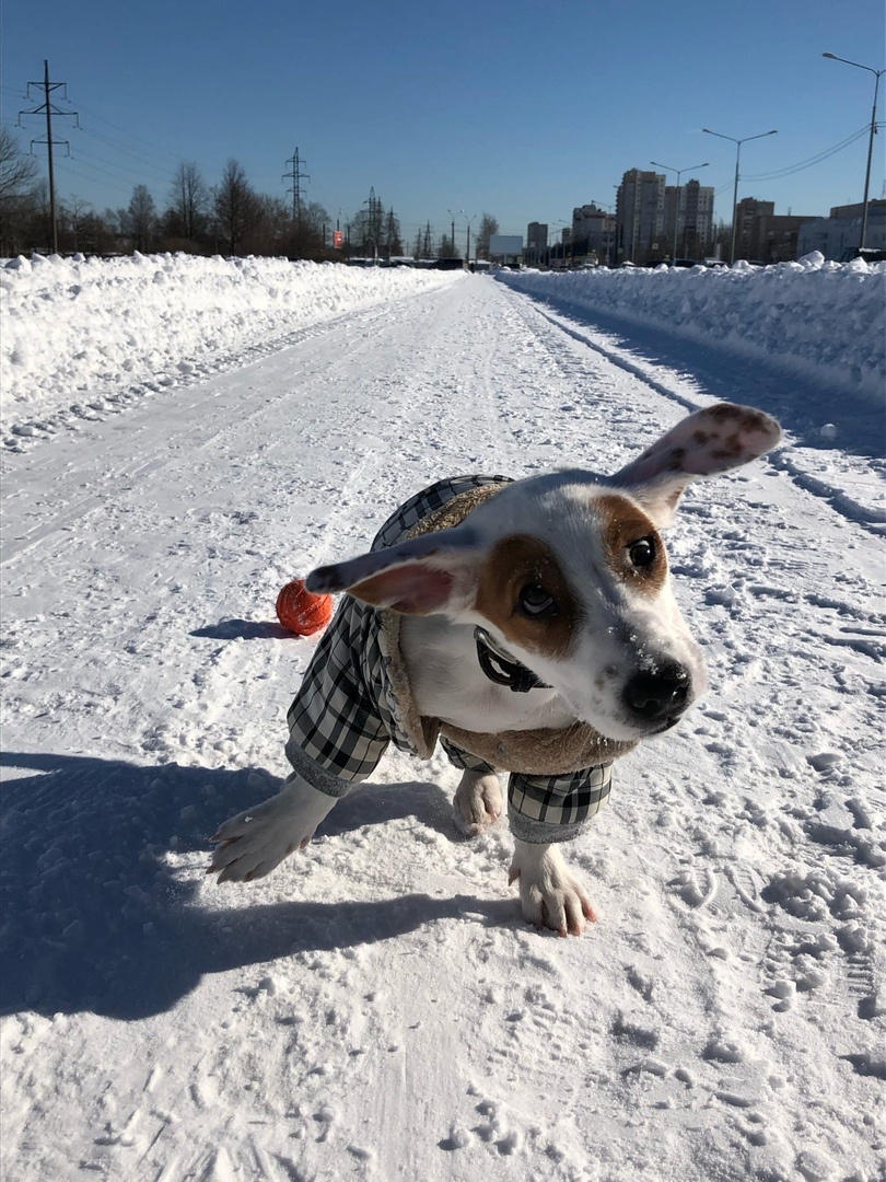 Тут ему всего несколько месяцев :)