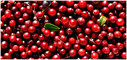 русника обширно используется в этнической медицине. Она состоятельна антоцианами и биофлавоноидами, в количестве коих кверцетин. В ней наличествует витамин С, А, РР, Е, В2, калий, кальций, магний, железо, фосфор. Использование брусники содействует оздоровлению мочеполовой системы, улучшению состояния сосудов и сердца, органов пищеварительной системы.