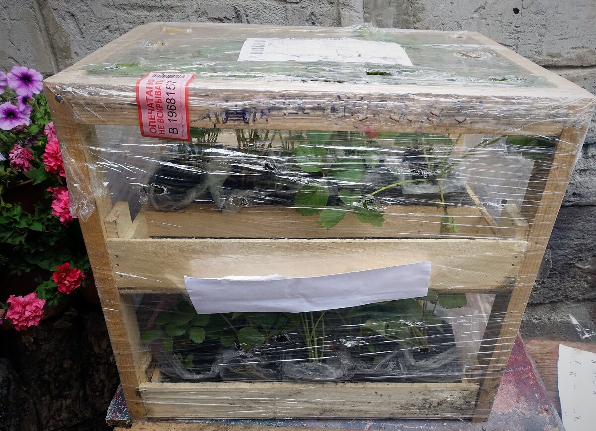 Посылка из питомника Сибирский сад