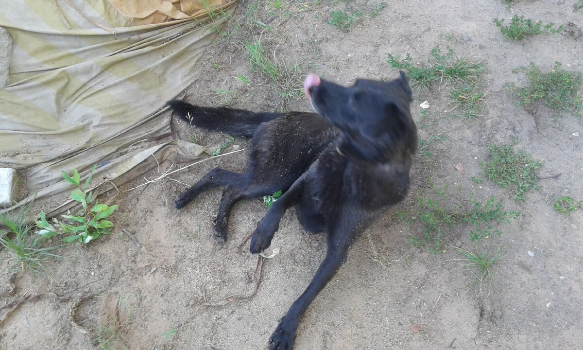 Пёс с вросшим ошейником