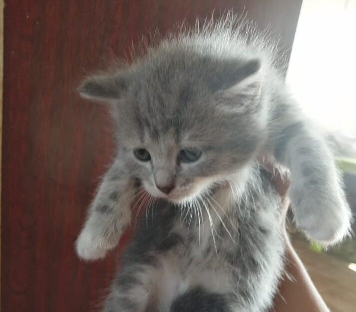 Милый котик 