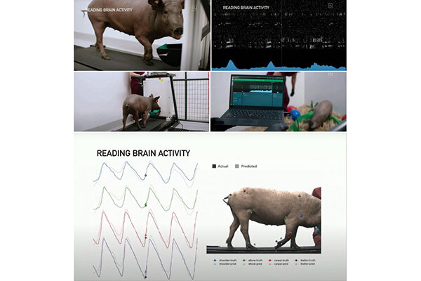 Нейронная связь в мозгу свиньи позволяет отслеживать ее нейронную активность в режиме реального времени. / TeslaRati.com