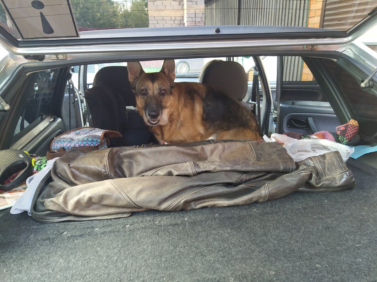 Нагрузили машину и взяли собаку