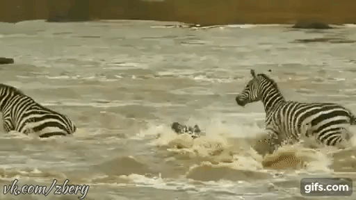 Зебрёнок переправляется через реку