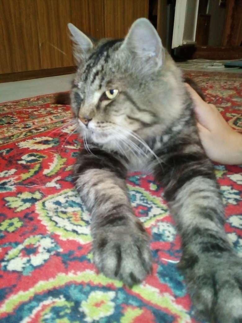 тот самый кот