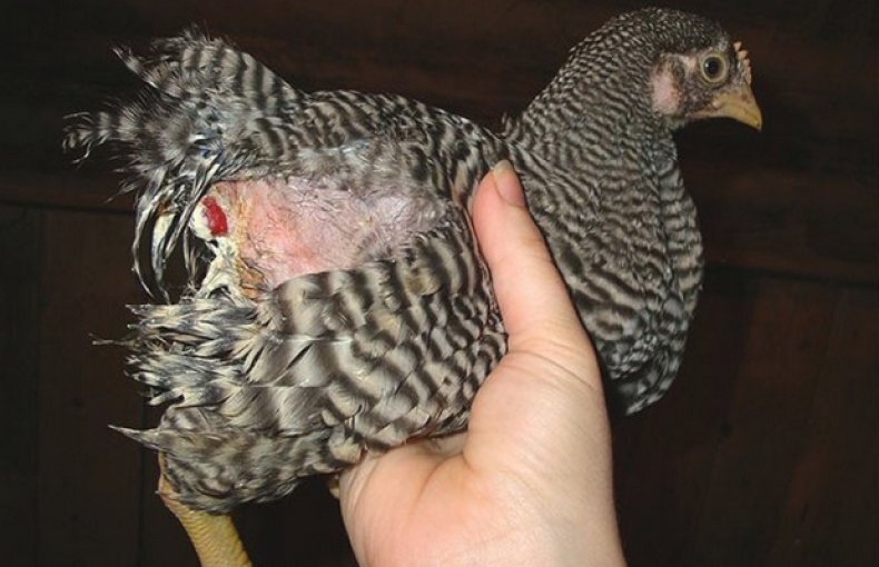 Фото взято из открытого информационного источника.