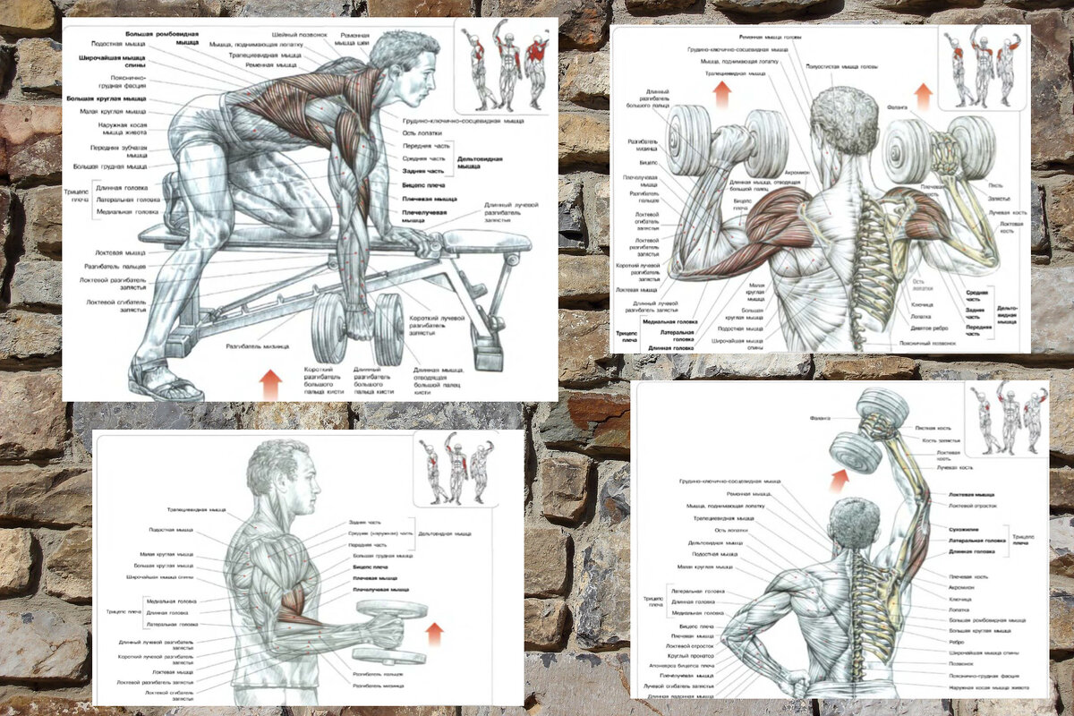 Схемы взяты  из книги Ф. Дэлавье "Анатомия силовых упражнений" .