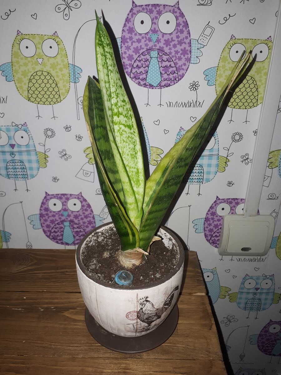 Сансевиерия 2 мес.