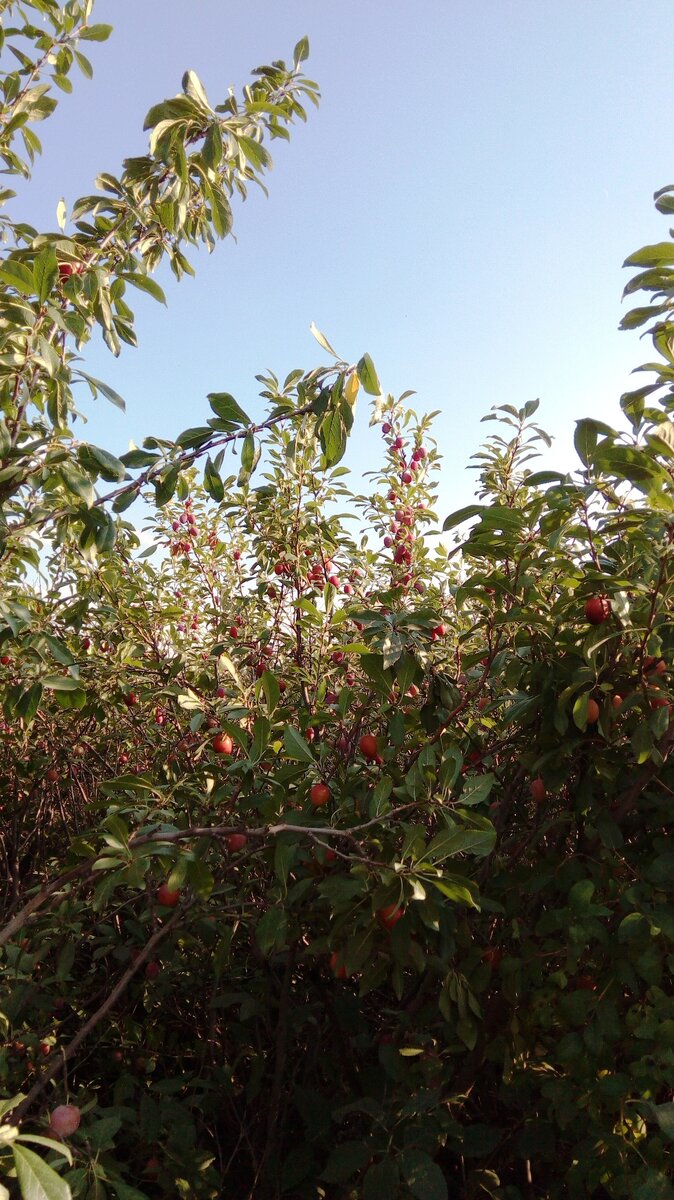 Кусты сливы в заброшенном саду