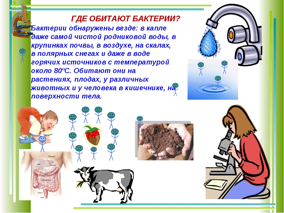 Биолюминесценция у рыб. Бактерии древнейшая форма организмов. Обитание бактерий. Бактерии обитают в. Среды обитания бактерий схема.