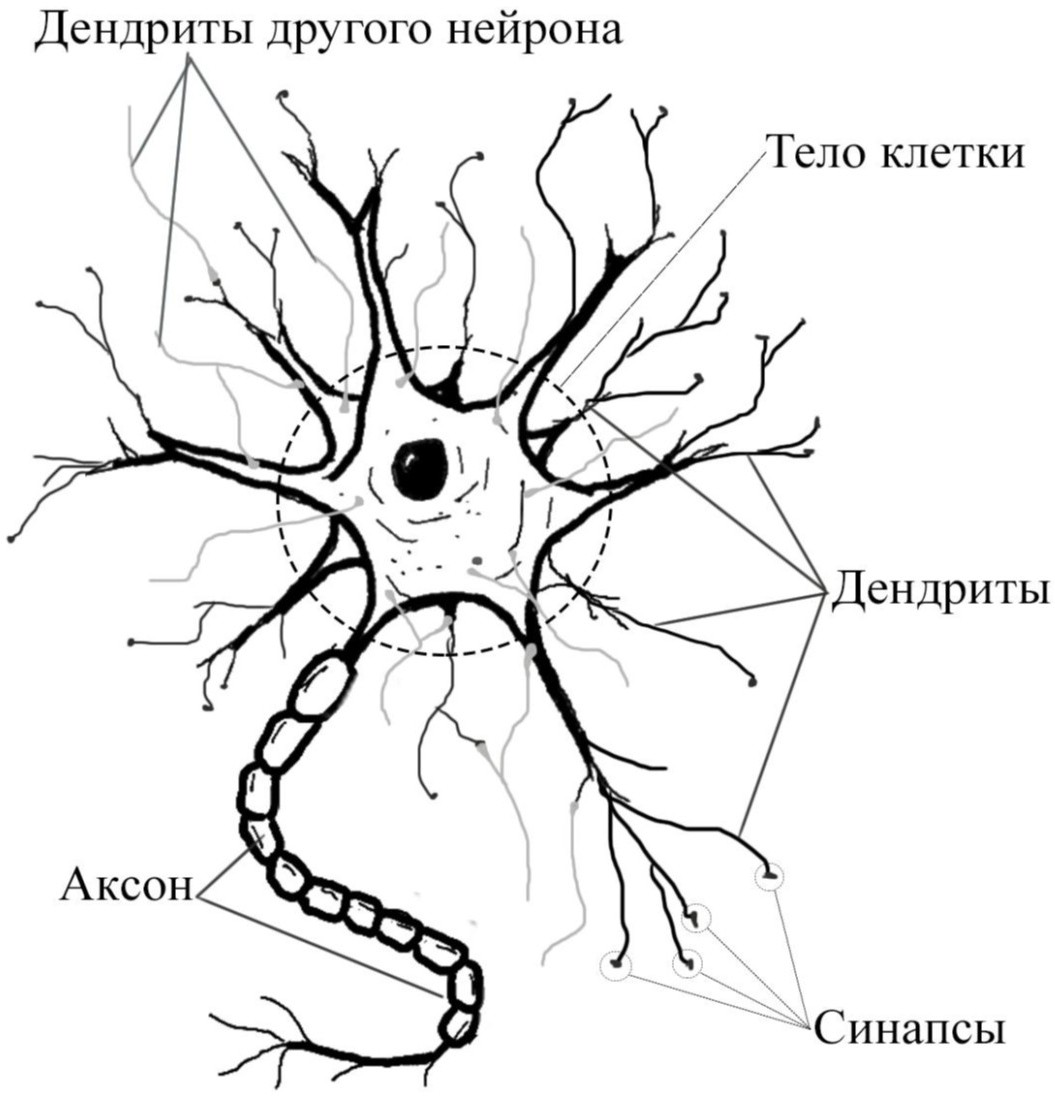 Структура человеческого нейрона