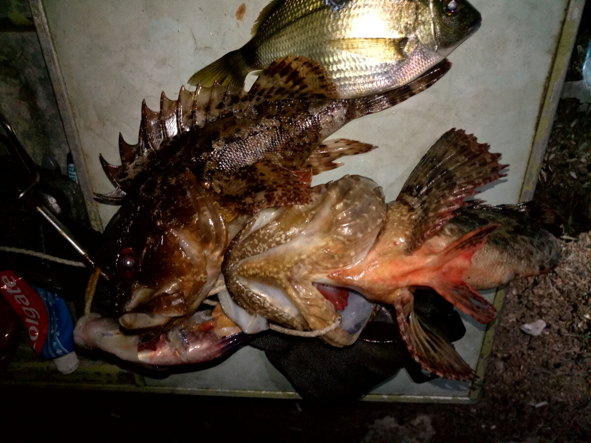 Как это великолепно когда есть интернет даже на самом краю Крыма. Прежде чем разделывать этих монстров и колоть руки, поглядела в ютюбчике, как это сделать без последствий. Хорошо, прихватили с собой ножницы. 