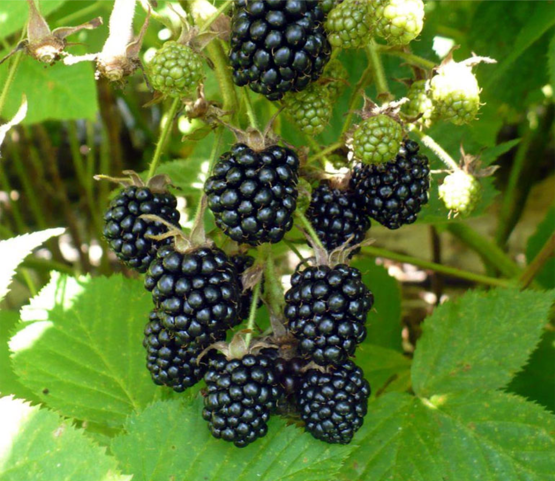 Садовая ежевика. Фото из Интернета