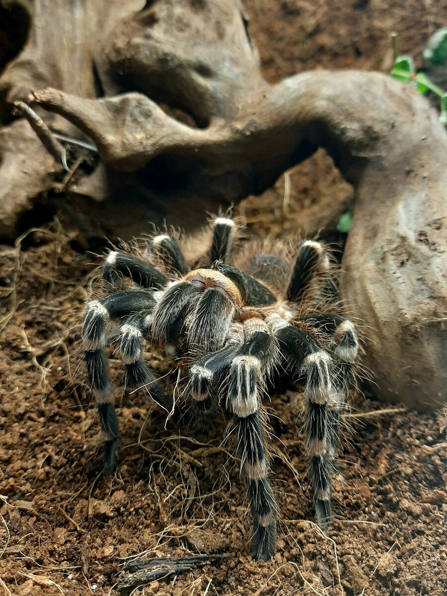 "Acanthoscurria geniculata за трапезой"