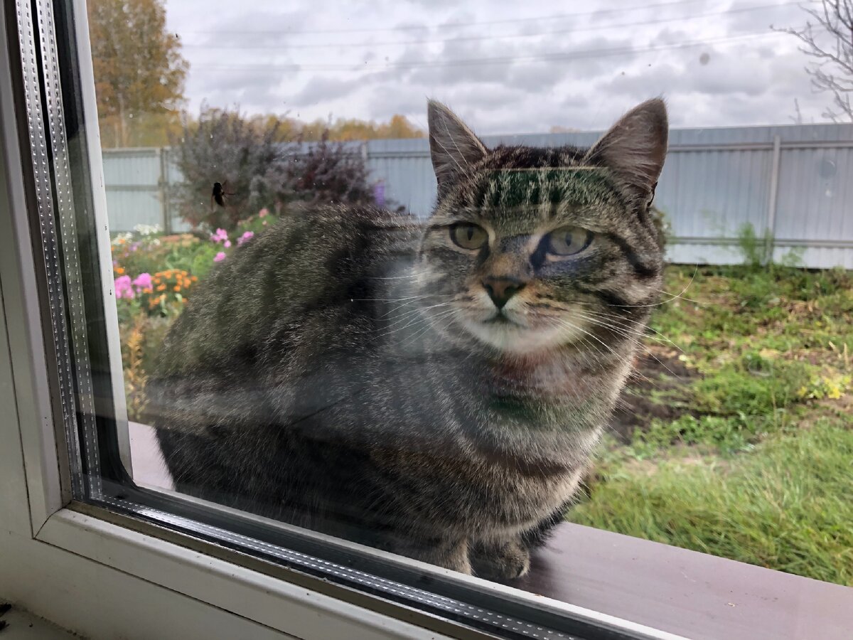 Кошки научились сами забираться в дом, остаются на хозяйстве в наше отсутствие. Фото автора