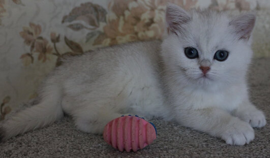 Фото взяла из интернета, подписчица не скинула фото.