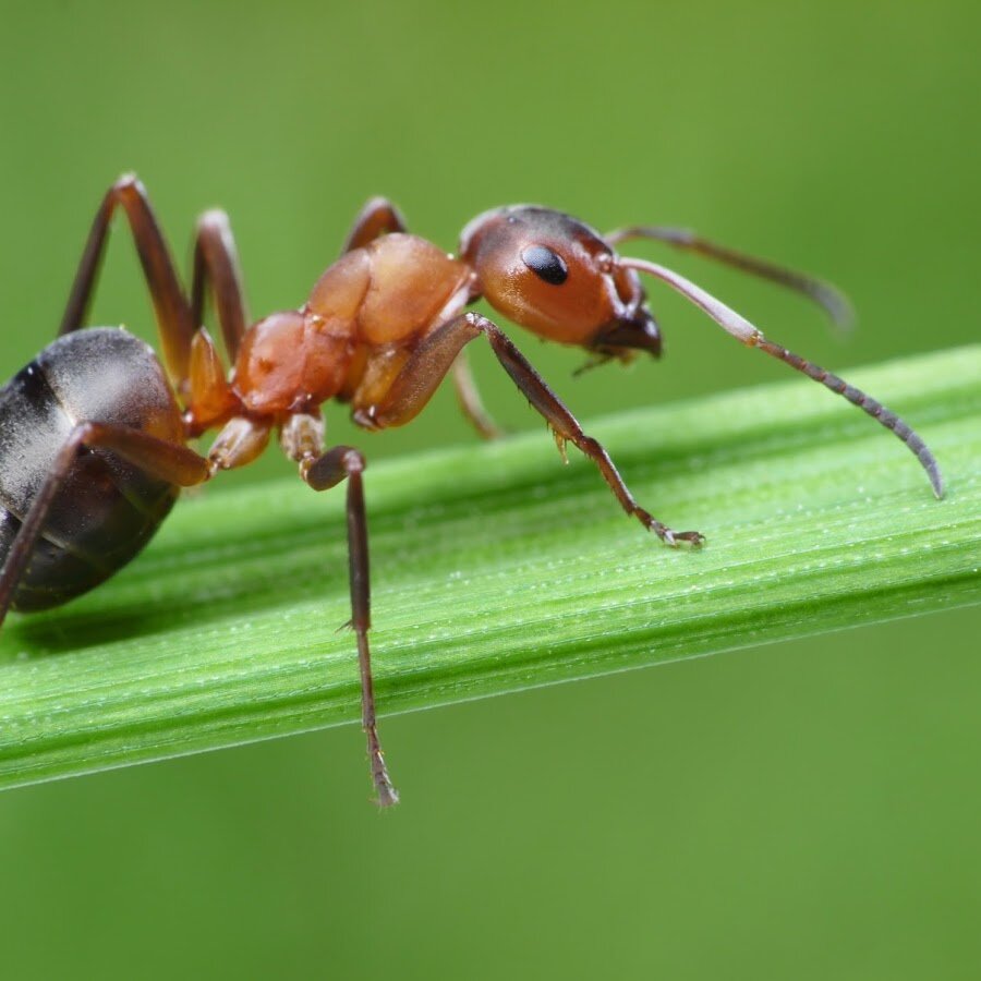 Изображение взято из открытых источников