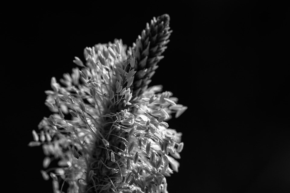 Фото: pixabay.com