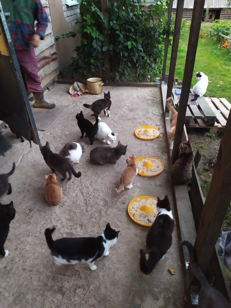 Миски к ужину, каша с мясом, а вернее - мясо с кашей :)