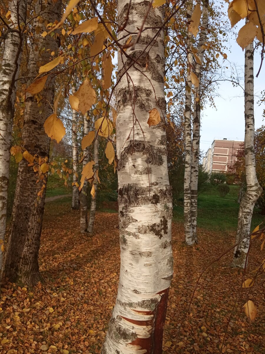 Окраина леса