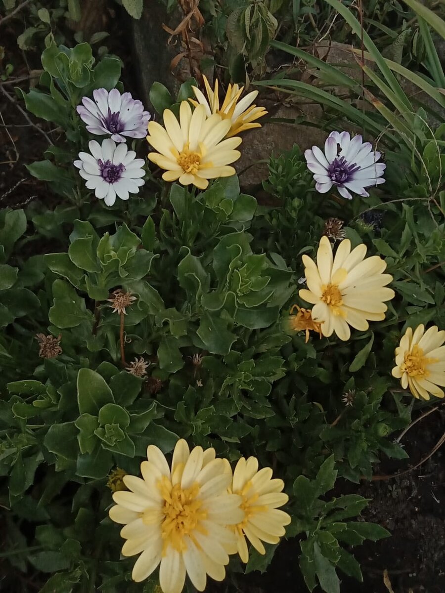 Или вот такие (личное фото)