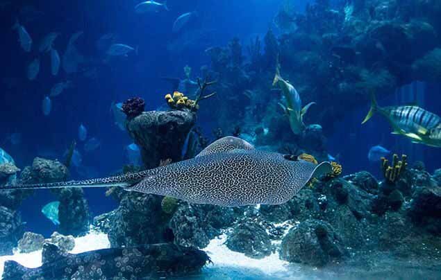 Скаты плоские рыбы