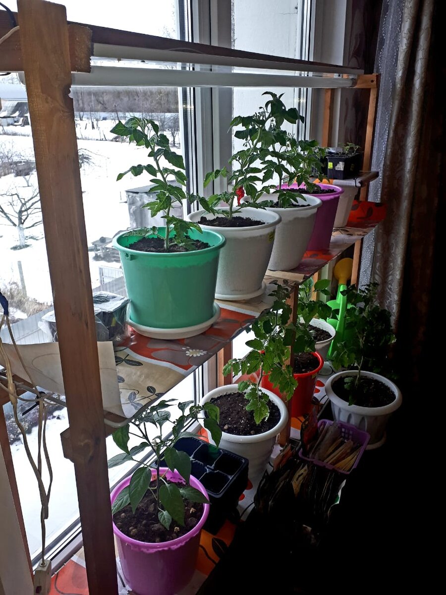 Мой огород на подоконнике зимой 2020 г