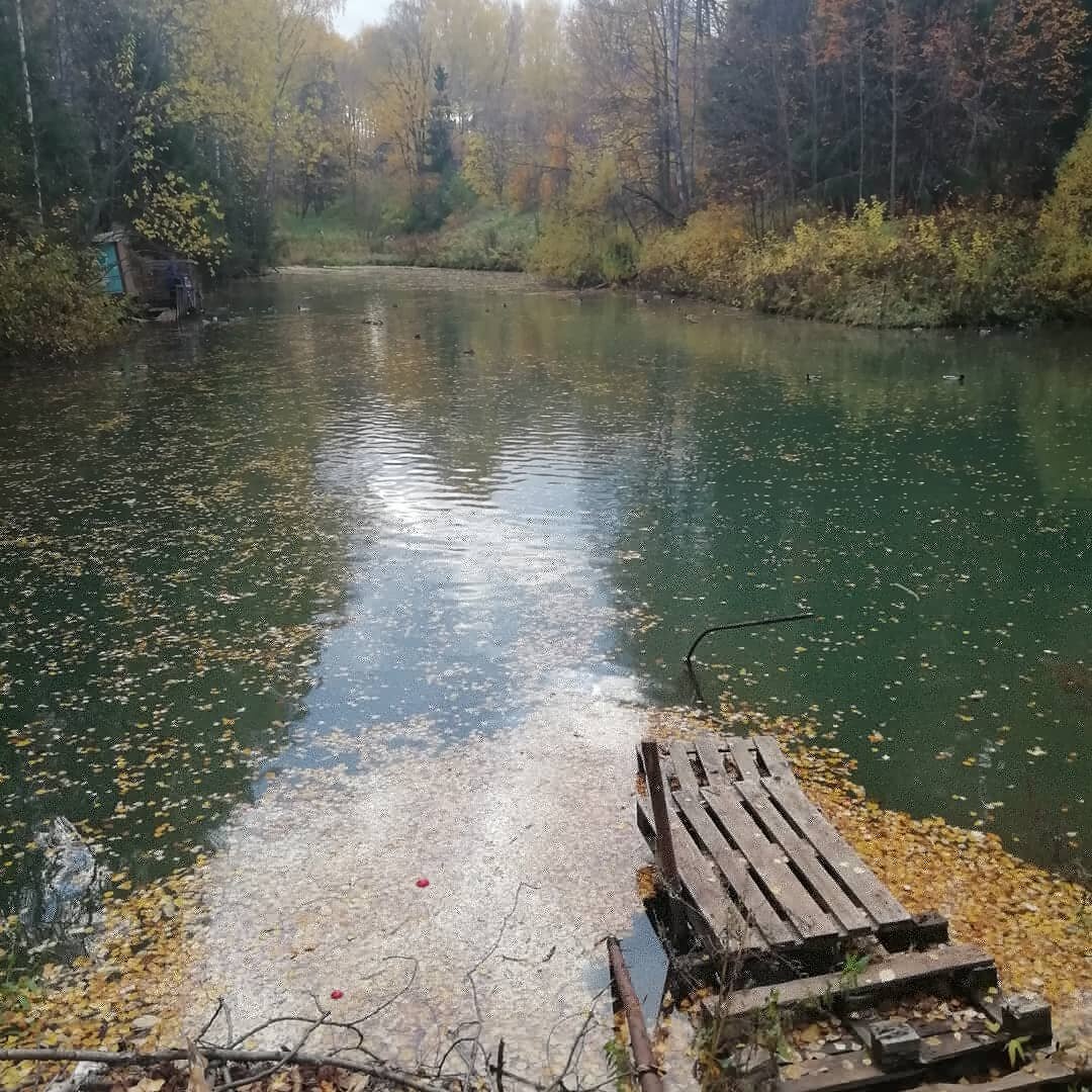 Пруд в дендропарке.
