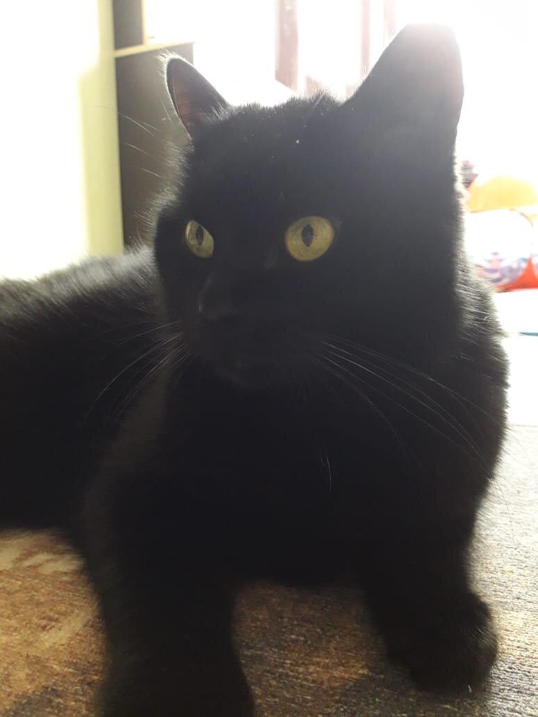 Наш старичок 🐱