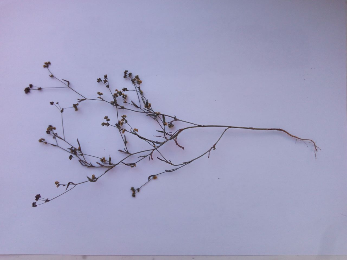 Фото 5.10.2020 Bupleurum brachiatum K. Koch (семейство Apiaceae)Володушка ветвистая