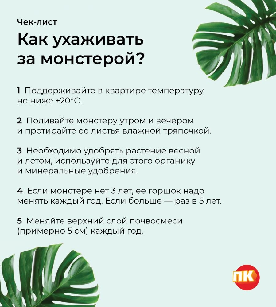 🌿 6 полезных советов по уходу за монстерой | Полиция Качества | Дзен