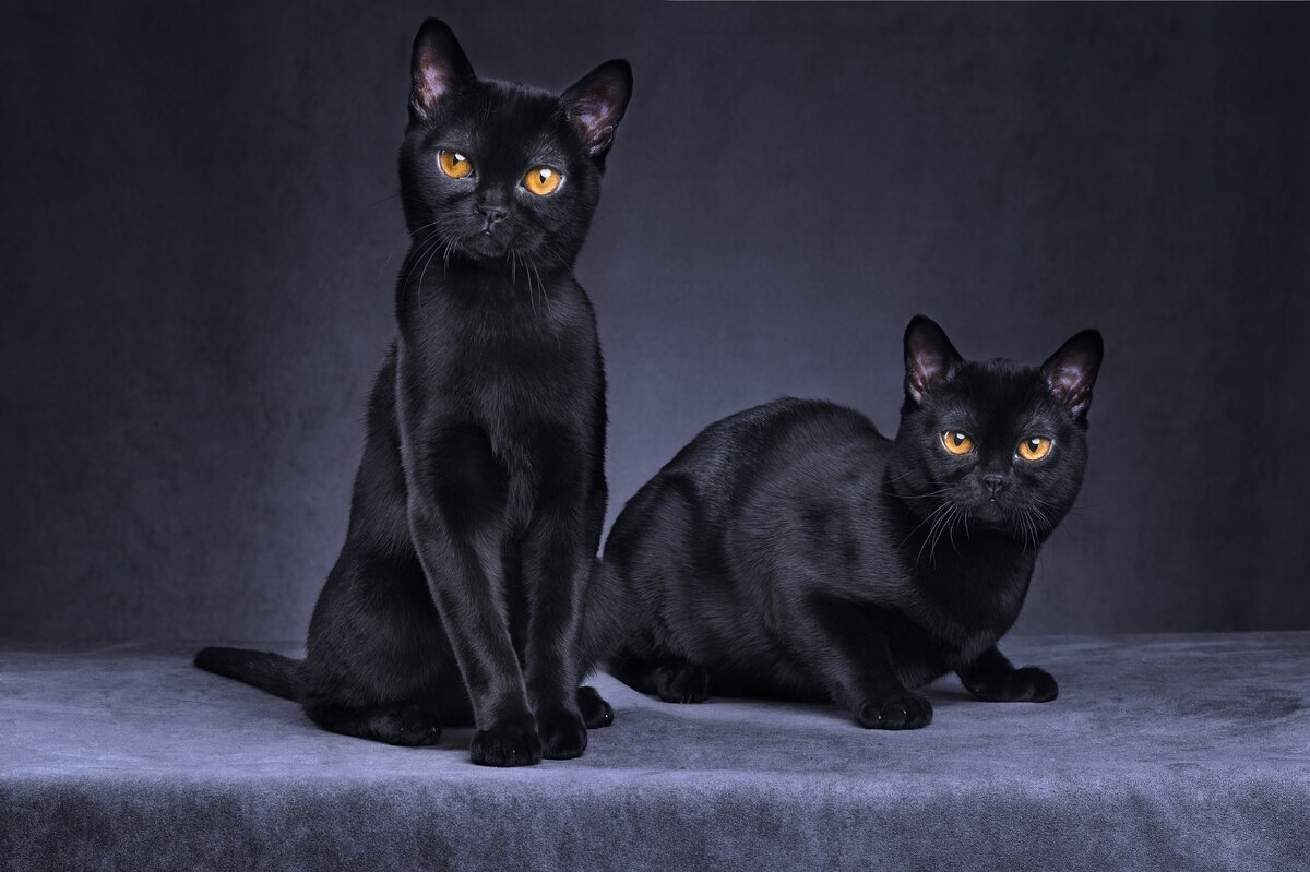 Бомбейская кошка.