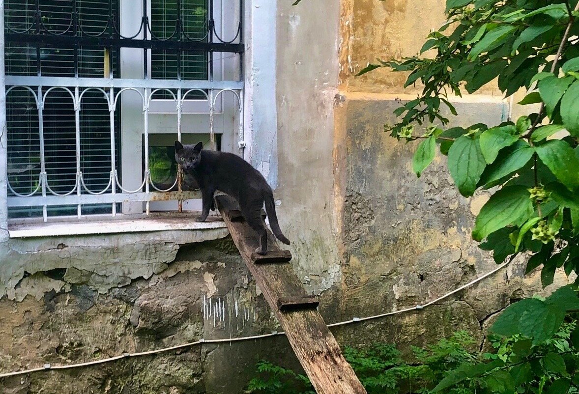 Для этого кота даже сделали специальную лестницу