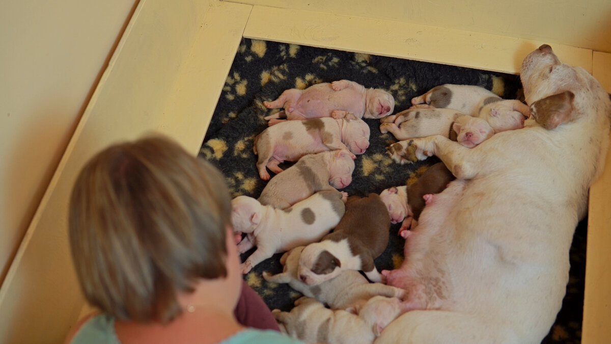 Щенки и их мама